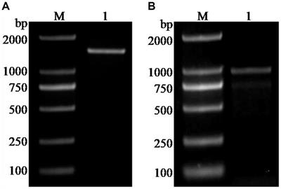 Overexpression of the FBA and TPI genes promotes high production of HDMF in Zygosaccharomyces rouxii
